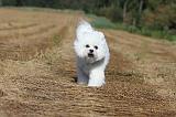 BICHON FRISE 024